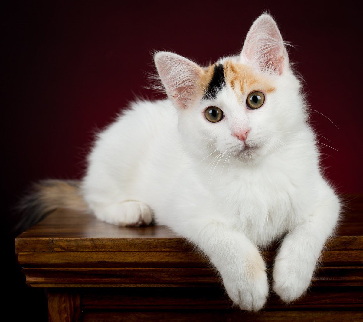 Турецкая плавающая кошка